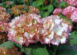 hydrangea-cocktail (3)